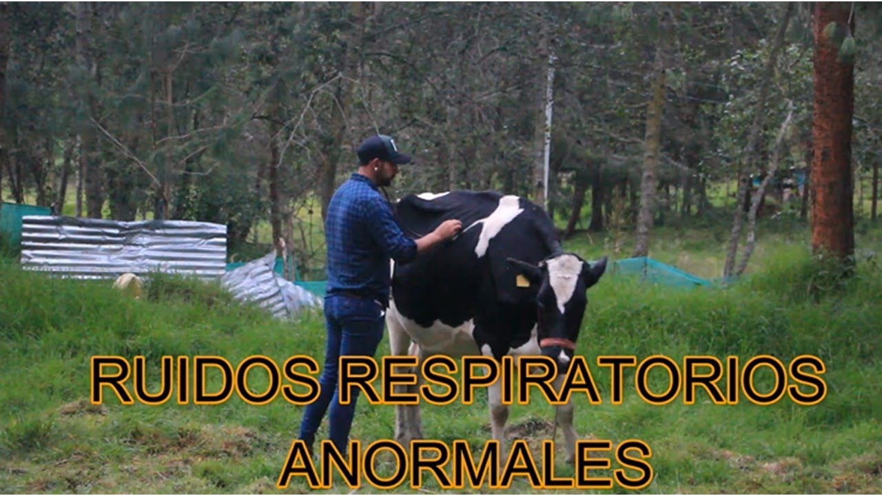 RUIDOS RESPIRATORIOS ANORMALES (AUSCULTACION EN BOVINOS)