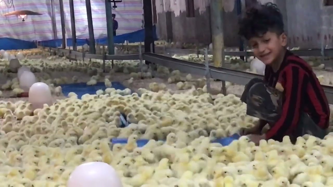 اليوم ال ول الوجبه الرابعه من الدجاج في حلبجه السليمانية