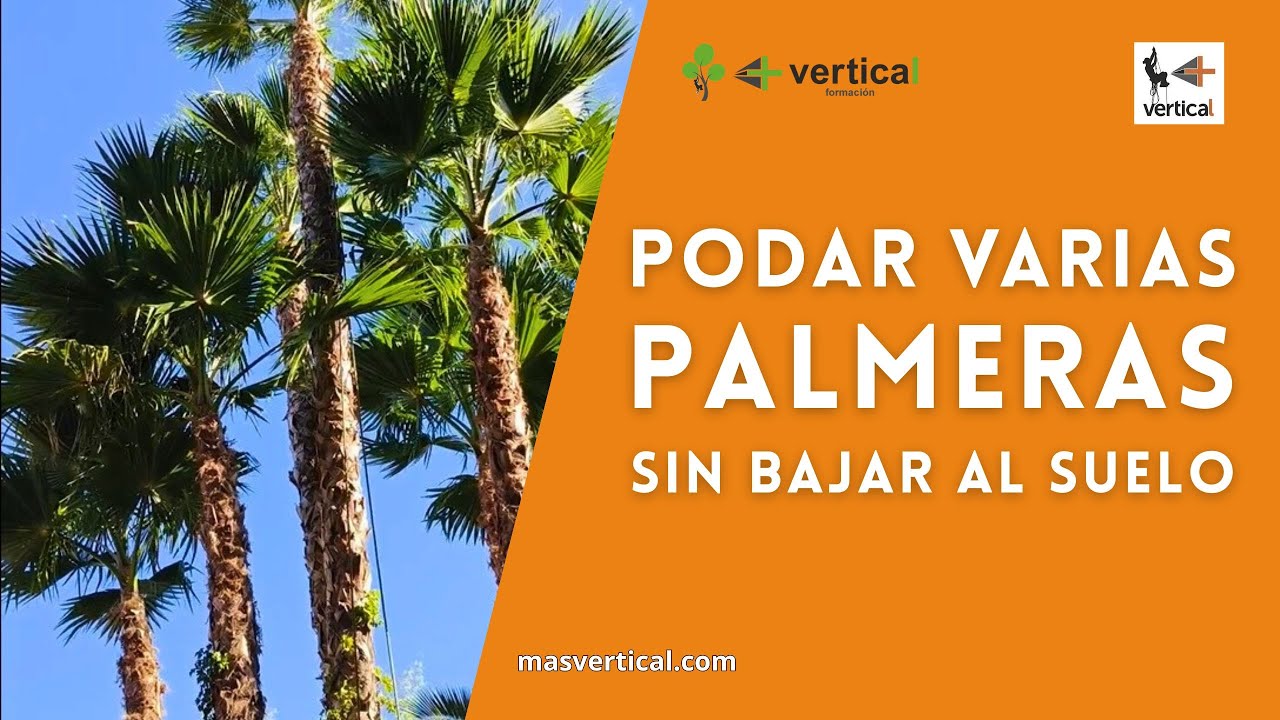 🌴 ¿Cómo podar un grupo de palmeras sin bajar al suelo?