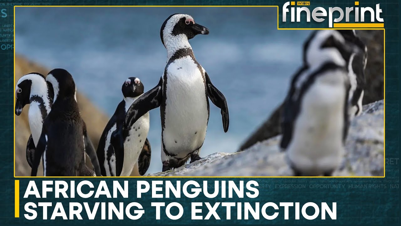 Africa's Only Penguin Survives on Stones Amid Food Crisis | WION FINEPRINT