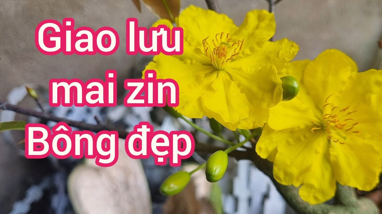 Bán 8 mã số mai zin bông đẹp, và mai ghép sbbl ,giảo gia phúc 