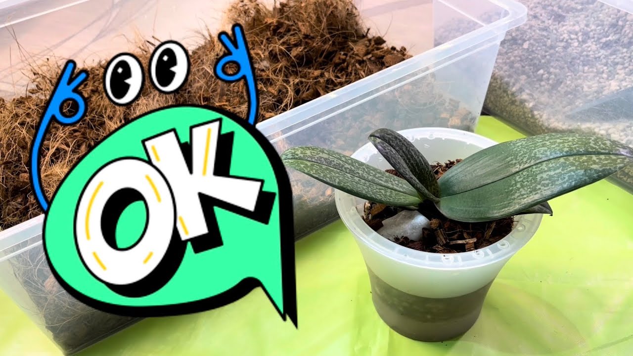 ОРХИДЕЮ В ЛЕЙЧУЗУ 😉🔥🌱👍