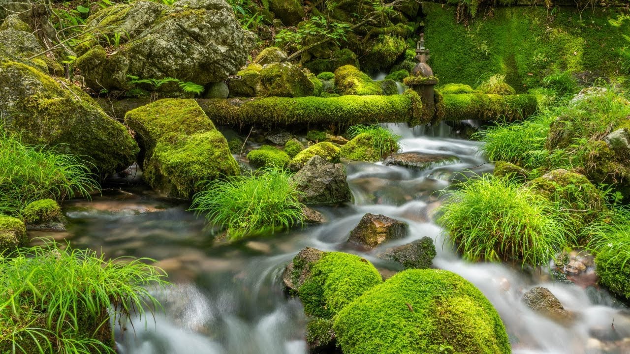 Calming Trickles of Mossy River That Will Put You To Sleep - 10HR Water Sounds