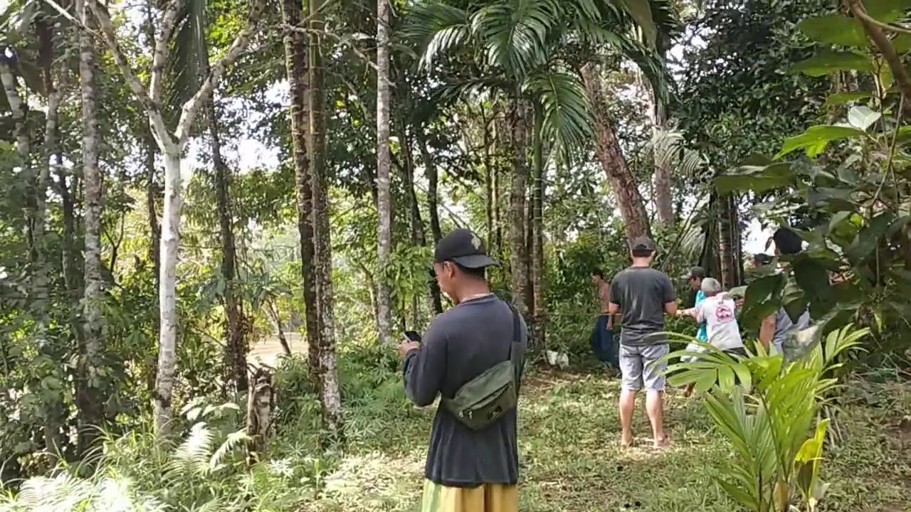 Sapi ganas