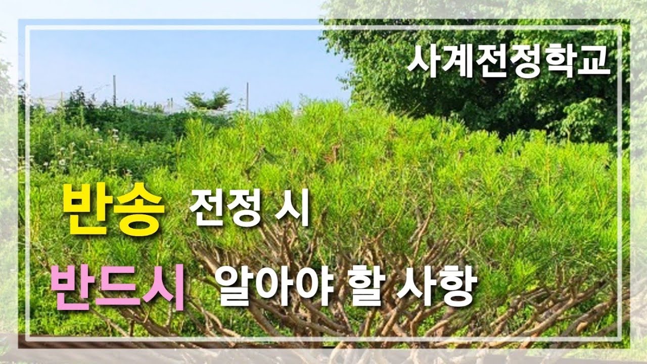 반송 가지 방향 틀기 방법 #45사계전정학교