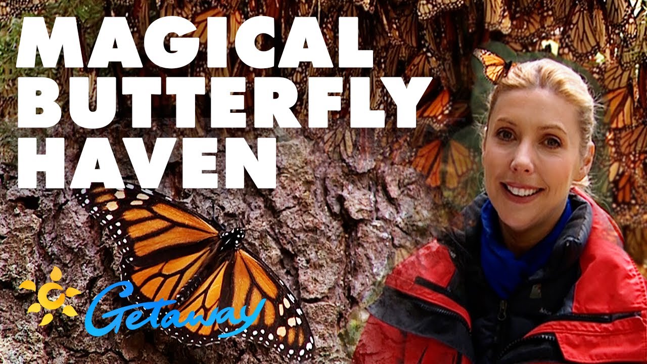 Getaway Rewind: Catriona Rowntree watches the monarch butterflies in Mexico | Getaway 2021