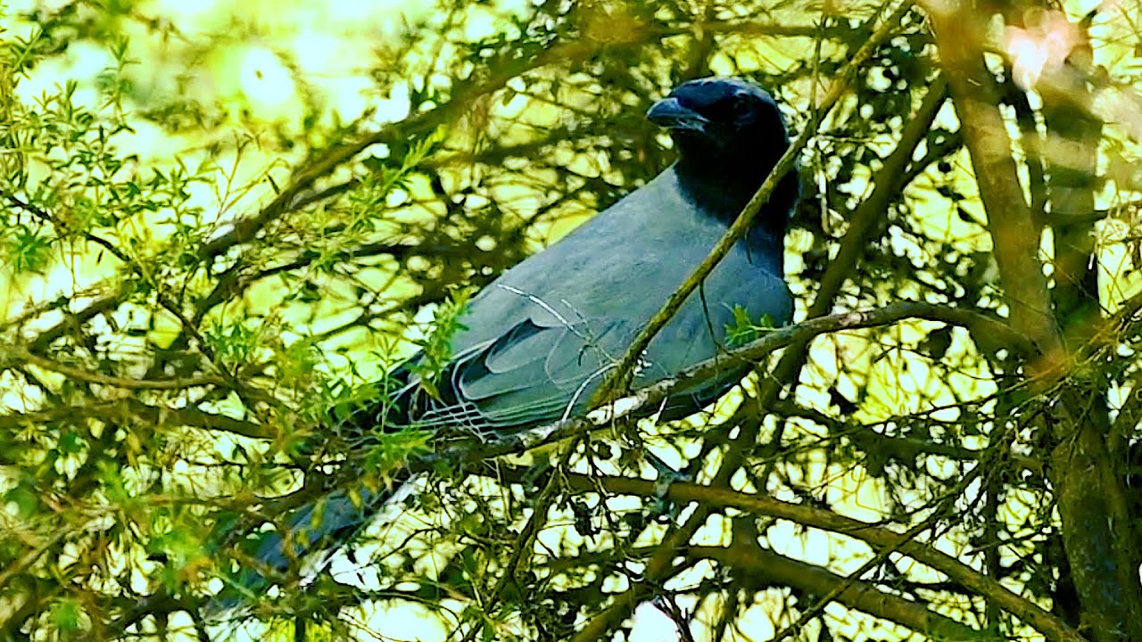 Inconspicuous Birds of Australia | Black Faced Cuckoo Shrike | 78/1993