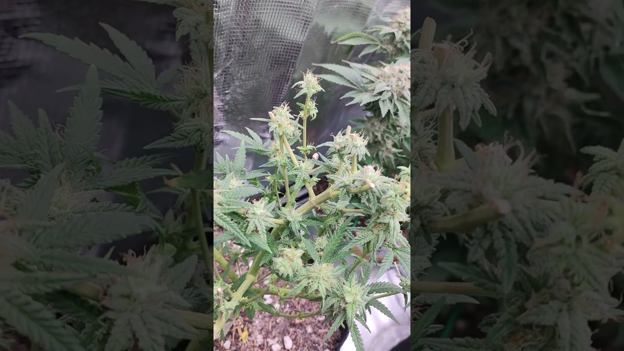 why do I reveg? check back in 4weeks from now to see 🫠👀 #CriticalPurpleKushKeeper