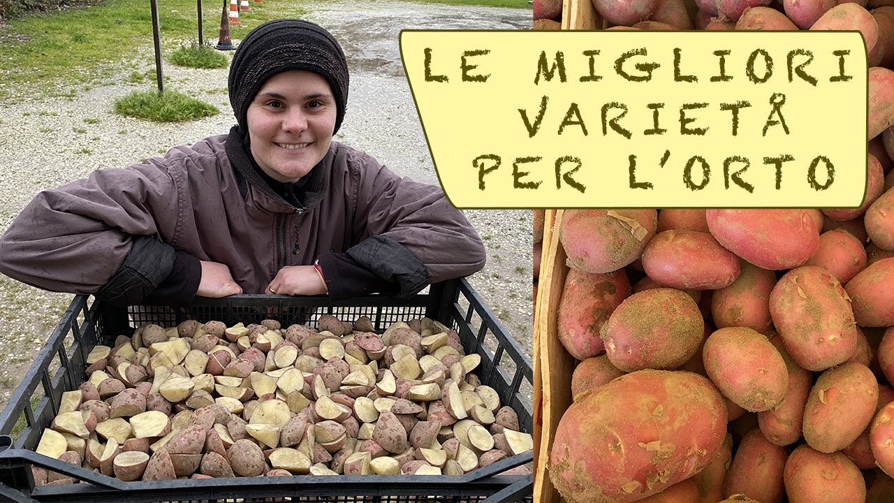 le MIGLIORI varietà di PATATE da SEME - i miei consigli