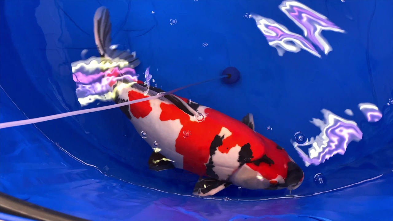 AJKS 2019 50th All Japan Koi Show