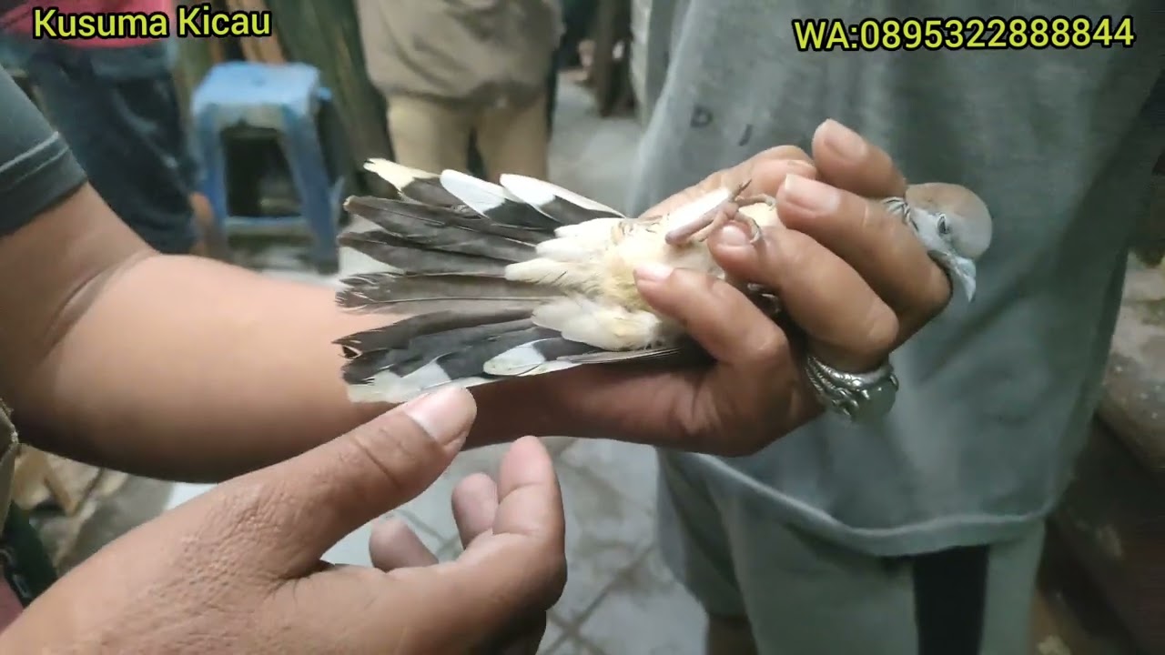 LAGI HOKI SEPASANG PERKUTUT LOKAL ISTIMEWA 