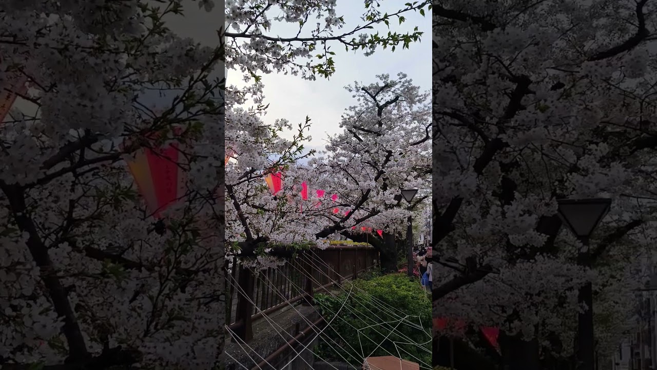 Tokyo Turns Pink 🌸🇯🇵 | Cherry Blossoms