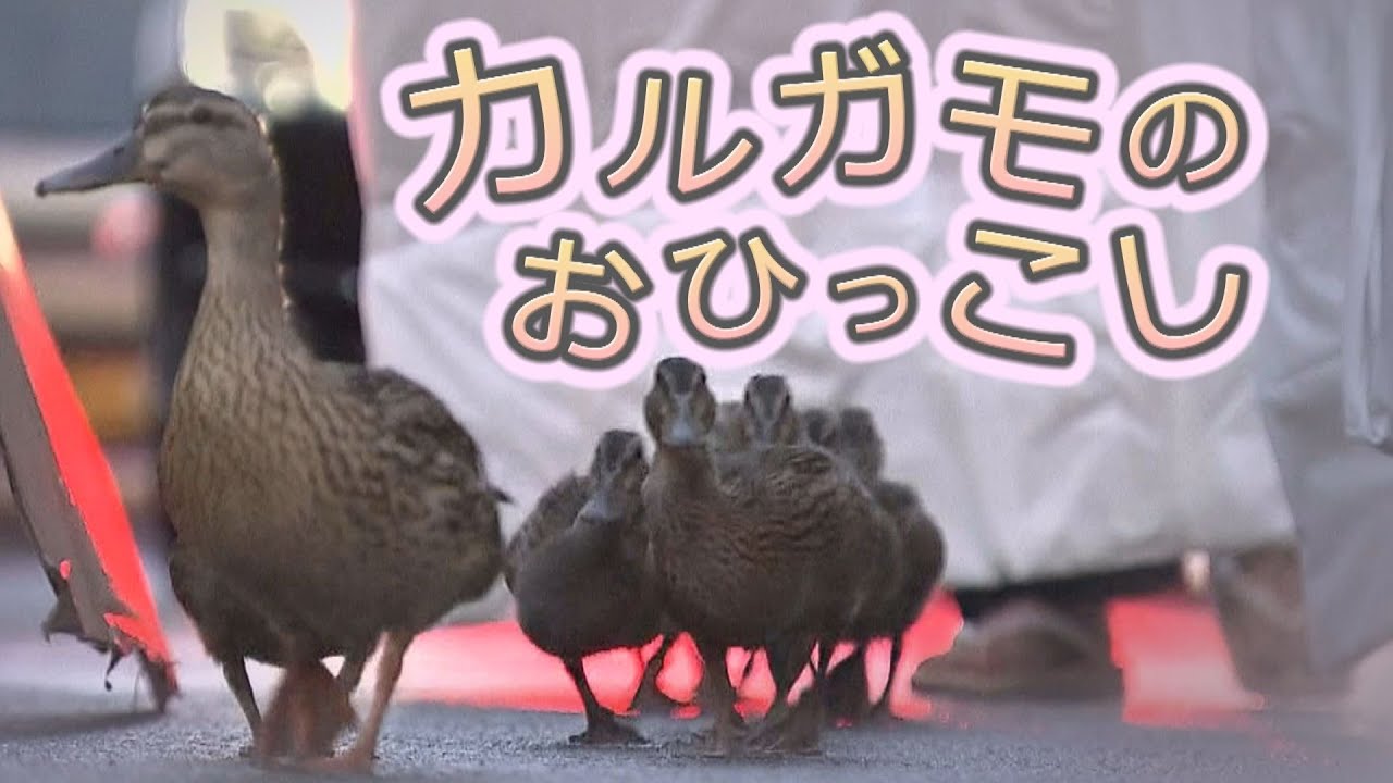 【映像記録】カモのお引越し　京都のお寺から700m先の鴨川へ　10羽の子ガモと母ガモがヨチヨチ歩く　街の大人も子どもも警察官も見守り【ナレーションなし】【長編】