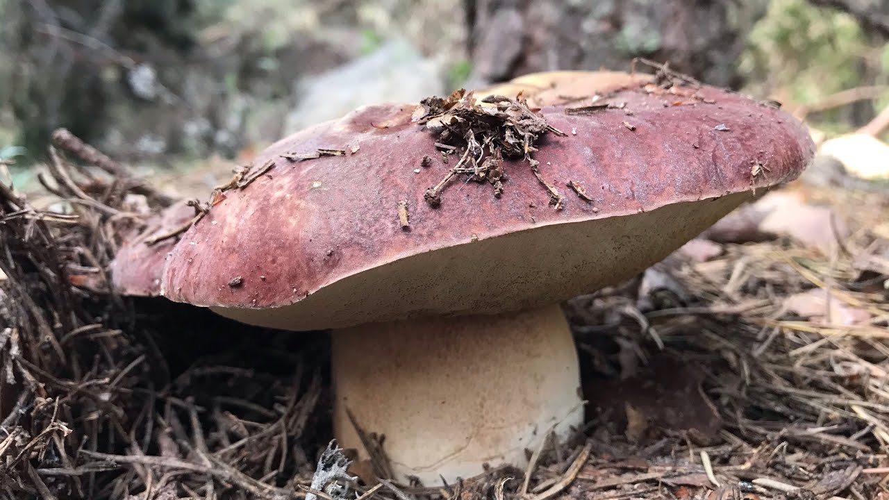 BOLETUS PINICOLA DE ALTA MONTAÑA, a 16 de Junio de  2022, en Soria (4K)
