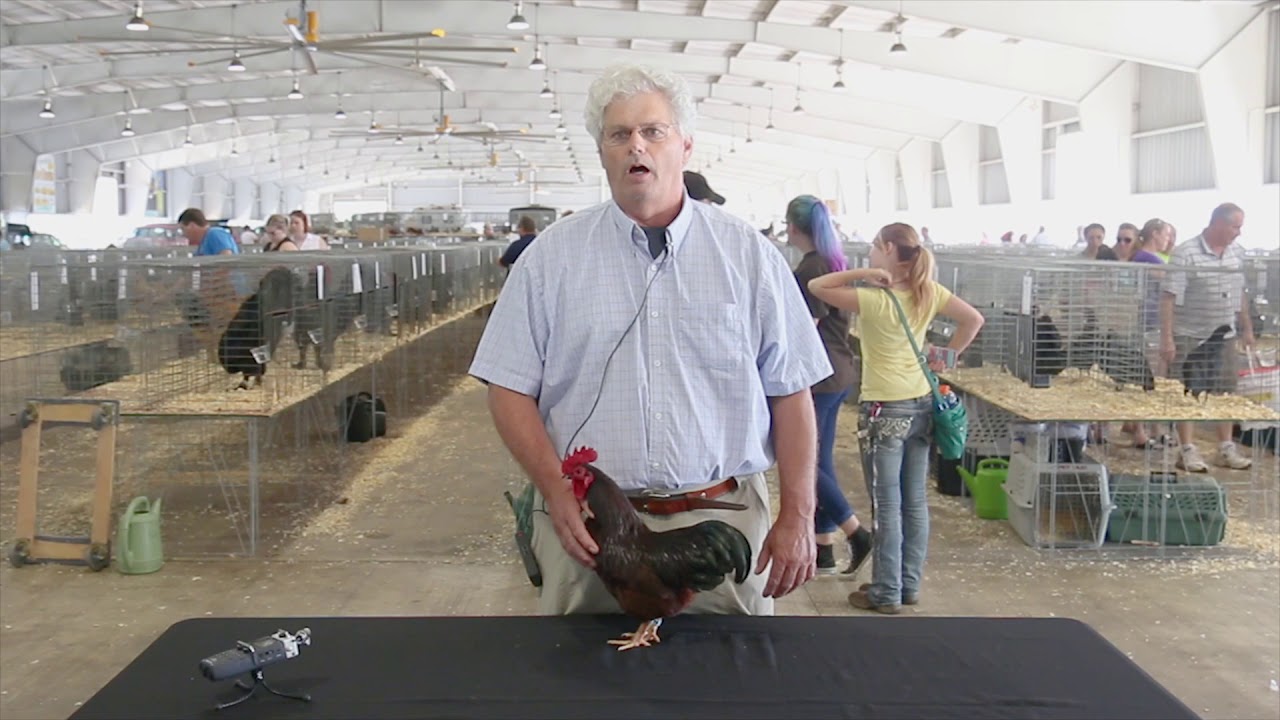 Rhode Island Red (Bantam)