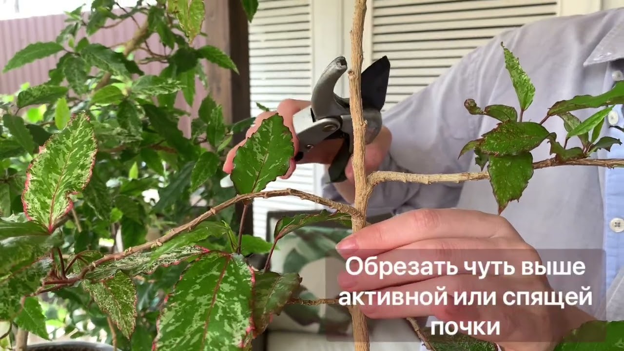 Гибискус не цветет. Обрезка. Формирование кроны Китайской розы.