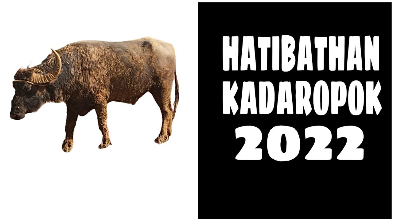 hatibathan kada ropok 2022