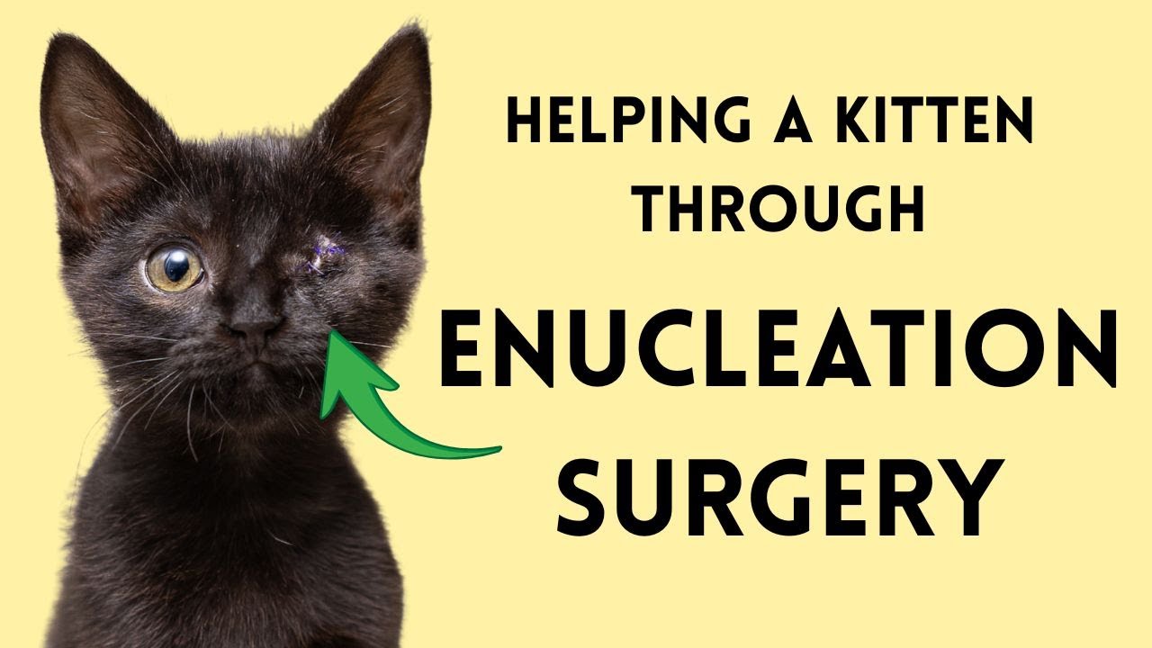 Enucleation (Eye Removal Surgery): What to Expect with Your Kitten