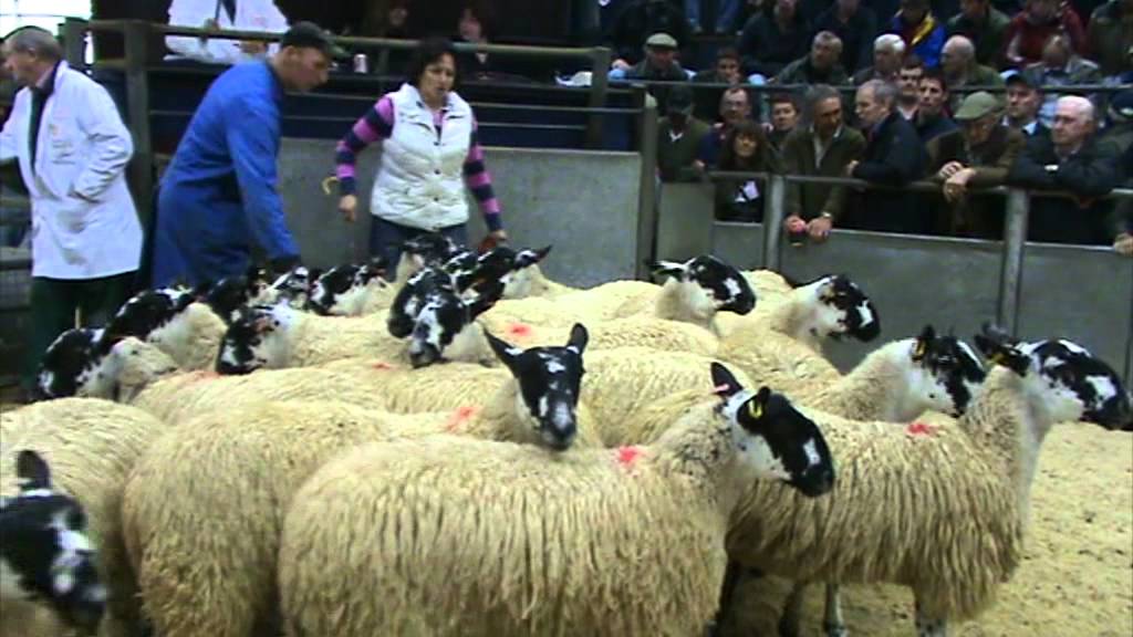 Smith-Jackson Mules at Carlisle