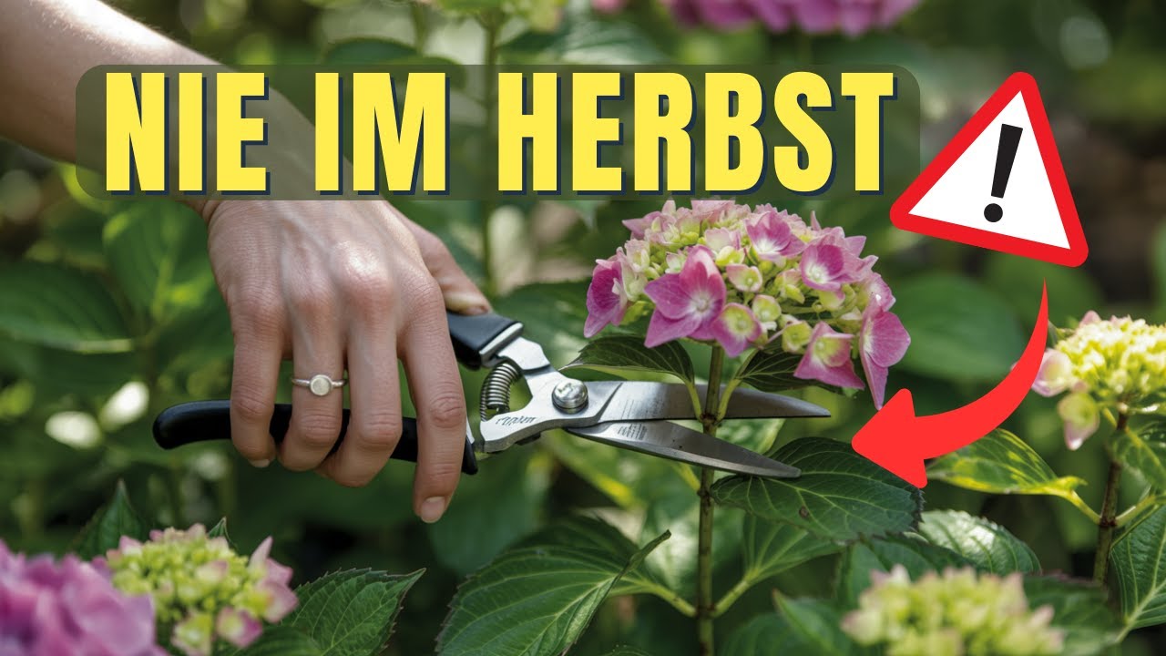 Hortensien richtig schneiden – so blühen sie jedes Jahr prachtvoll!