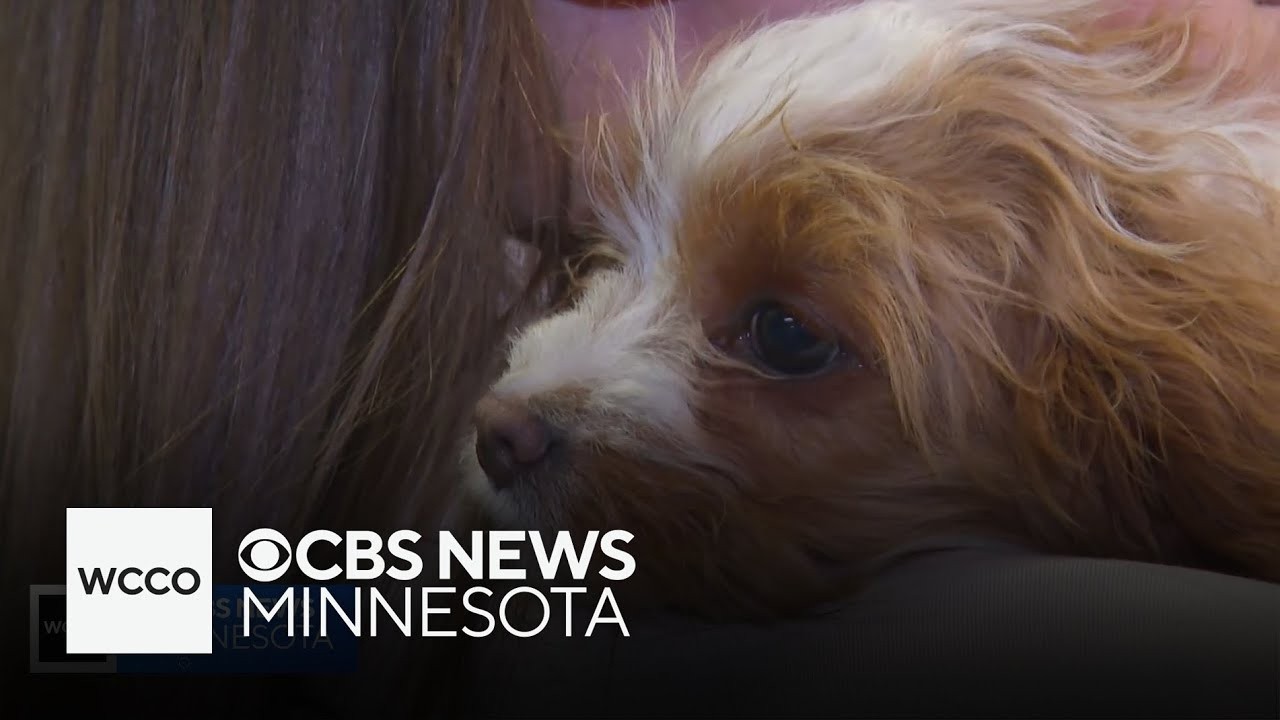 100+ dogs and puppies rescued from commercial breeder arrive in Twin Cities