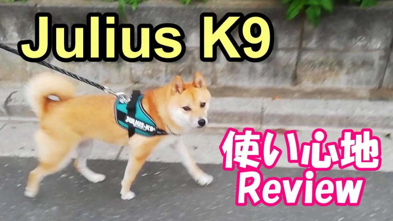 柴犬おーじろう☆ユリウスK9のハーネスを使ってみました SHIBAINU OHJIRO Julius K9 Harness Review