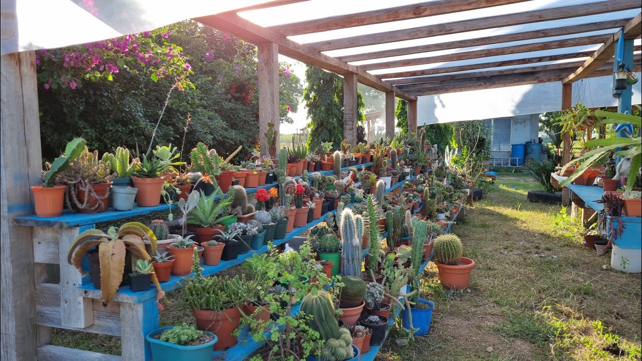 tour por mis cactus 🌵 😍 te va gustar mucho mi pequeña colección 💕