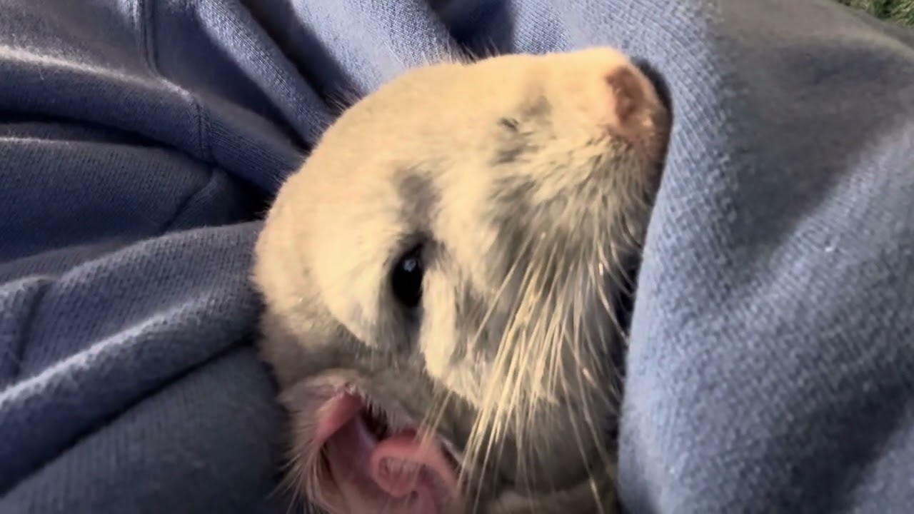 うちのチンチラ(ハク)