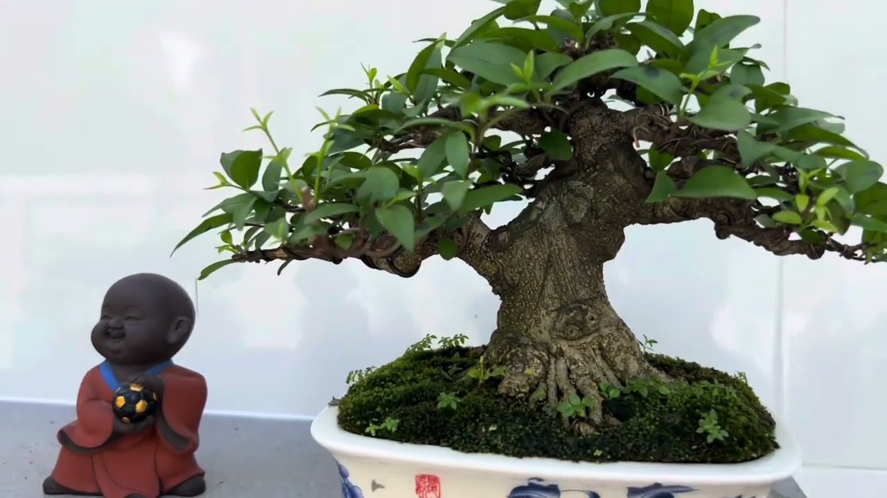 Mở rộng vườn, nơi chia sẻ kỹ thuật Bonsai cùng ae