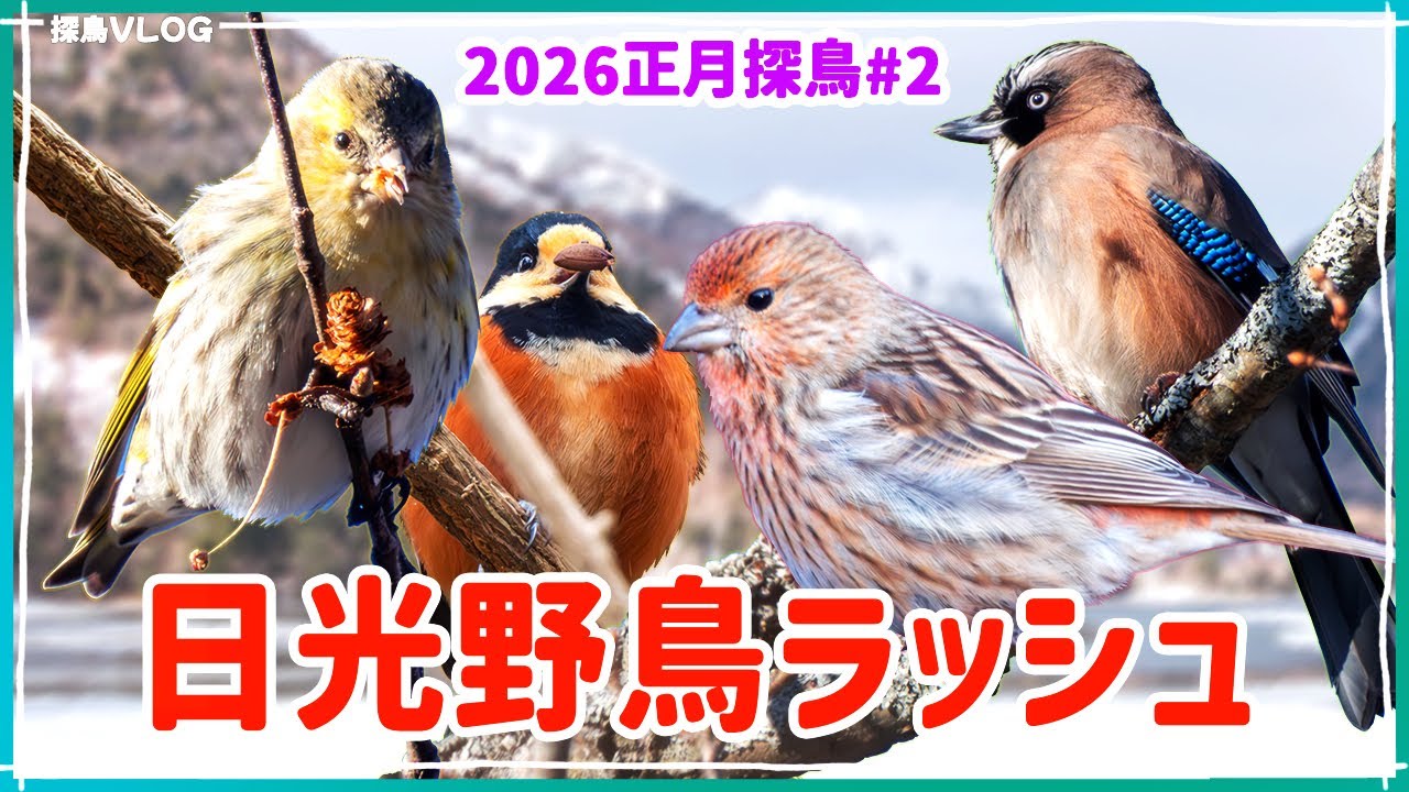 冬の奥日光～日光で野鳥探し～！後編！《野鳥撮影vlog》｜オオマシコ、マヒワ、ウソ、オジロワシ