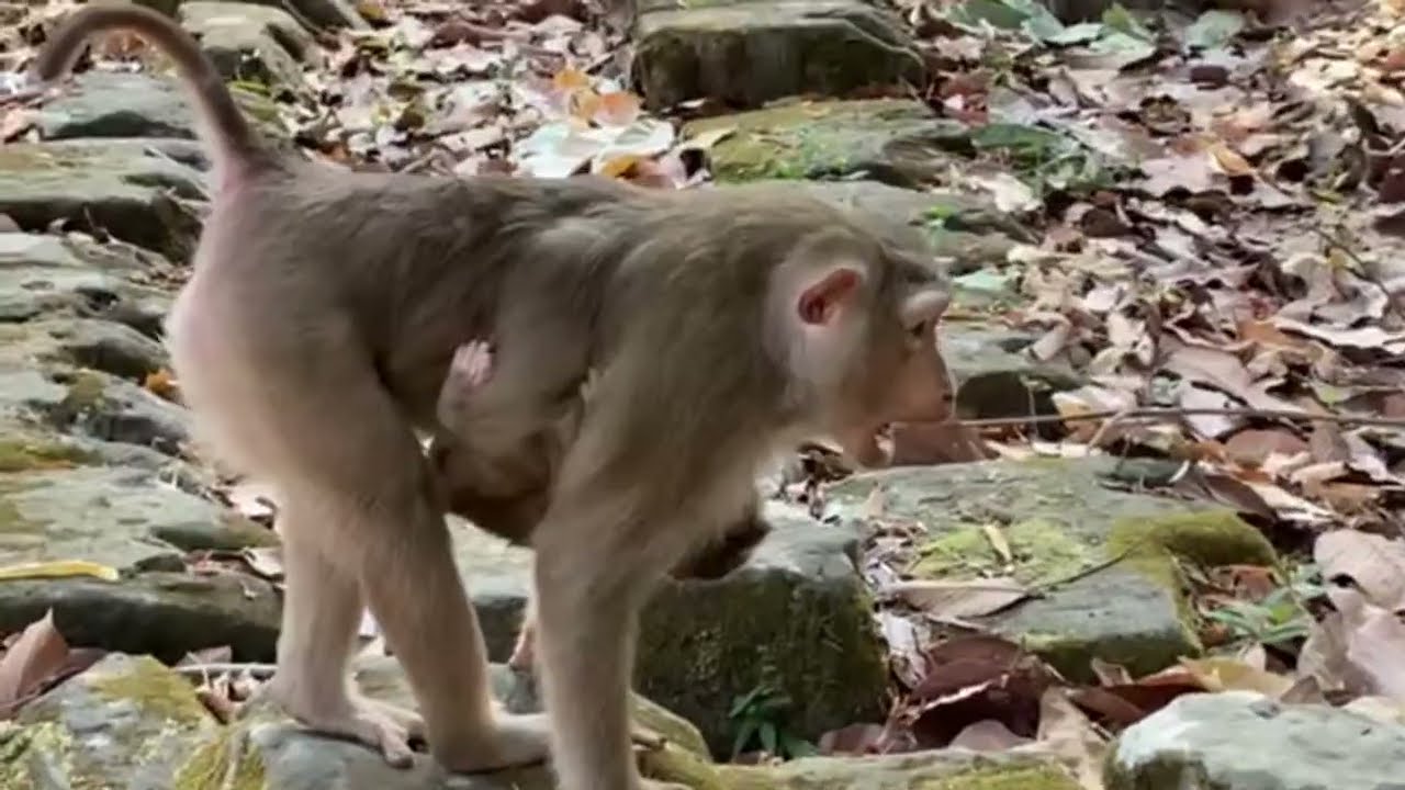 Baby monkey Lucan trying to get out of his mom sitting on