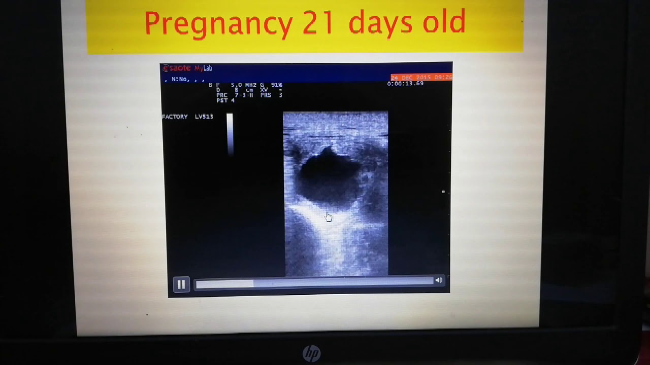 الحلقه السادسه   #veterinary ultrasound #Derbala_equine _clinic#