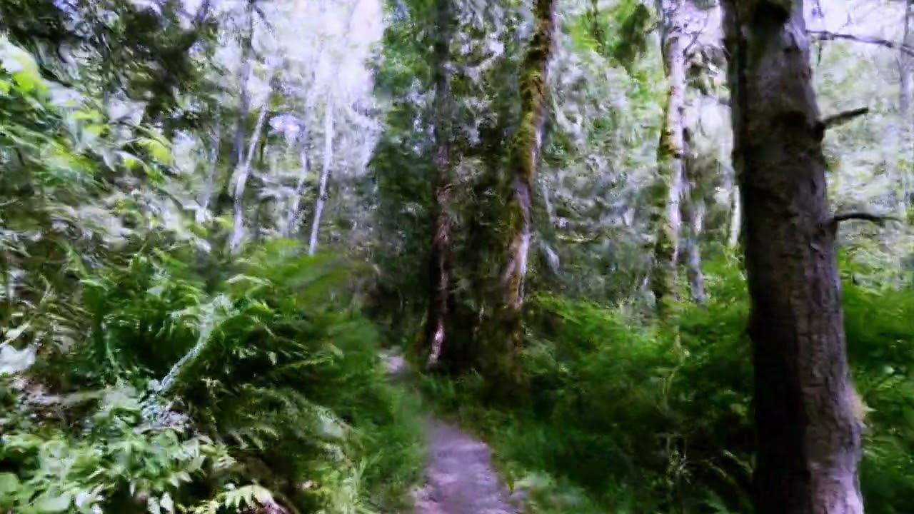 Shroom Trip Simulation (7+ grams)
