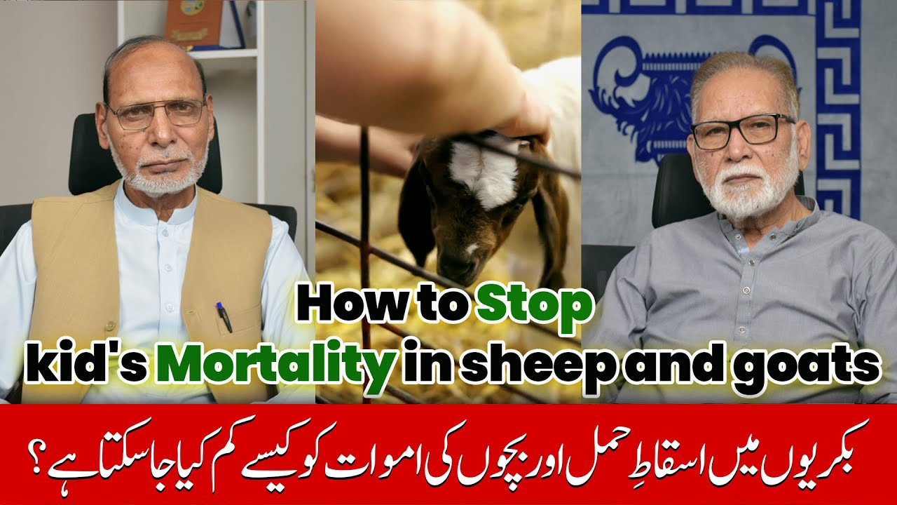 How to stop abortion and minimize kid's mortality in sheep and goats