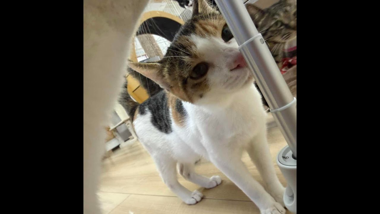 ねこオアシスオハナ　2026.2.10
