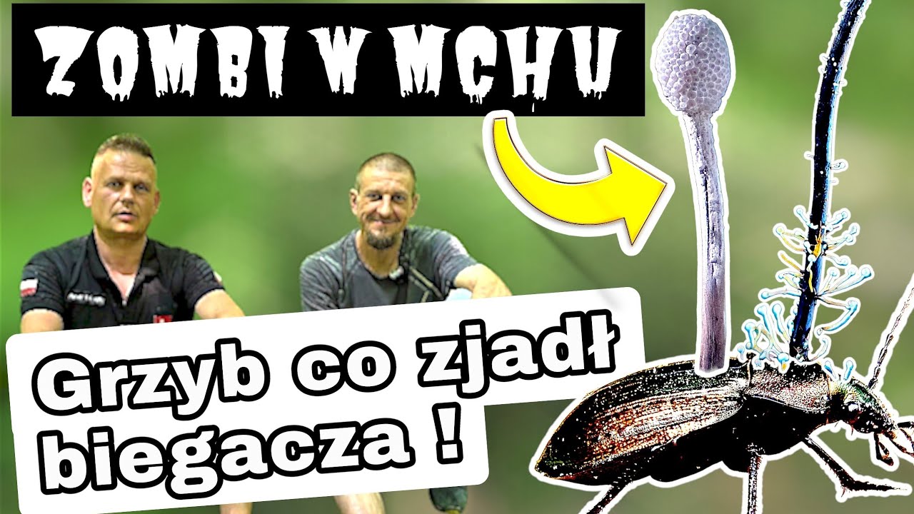 Odkrycie w lesie: Jak wygląda i gdzie szukać Ophiocordyceps entomorrhiza! 