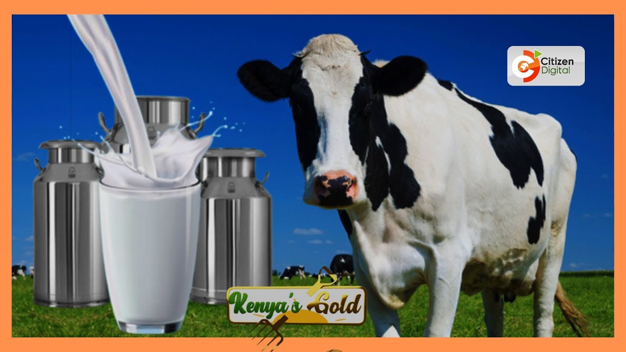 | Kenya's Gold | Milking Jersey Cattle | Gold Feature