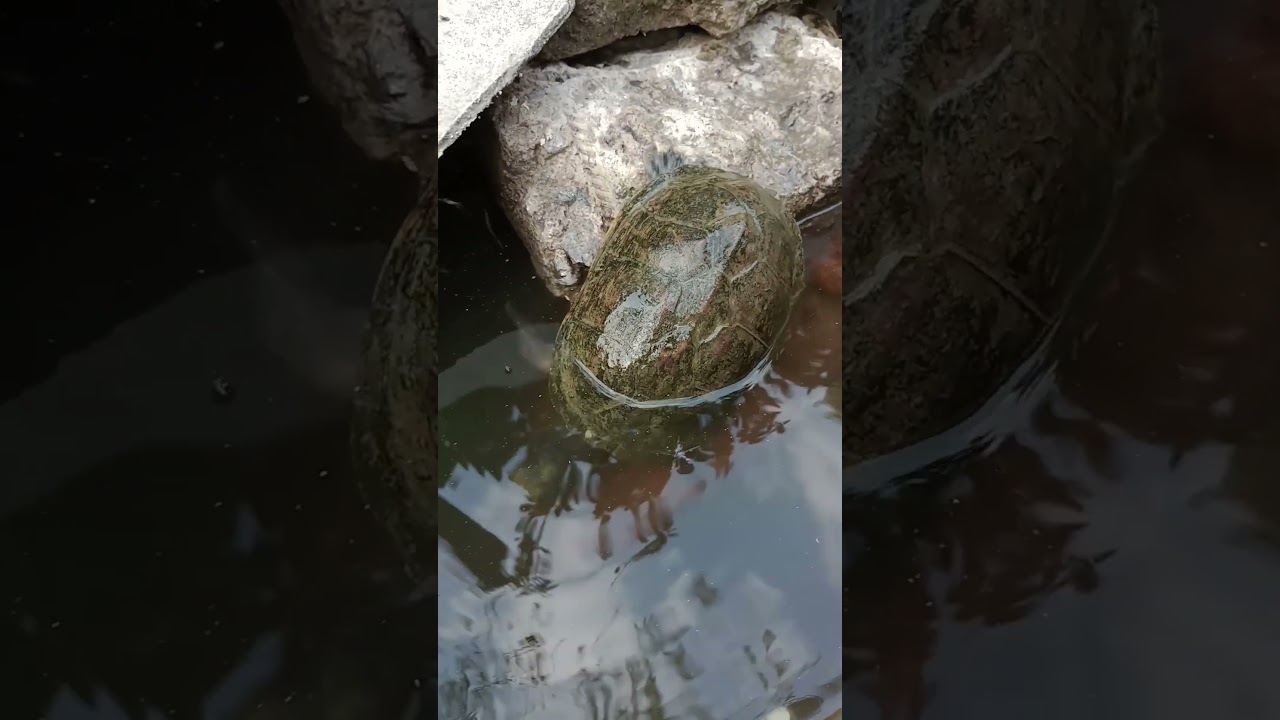 tortuga de casquillo casquito