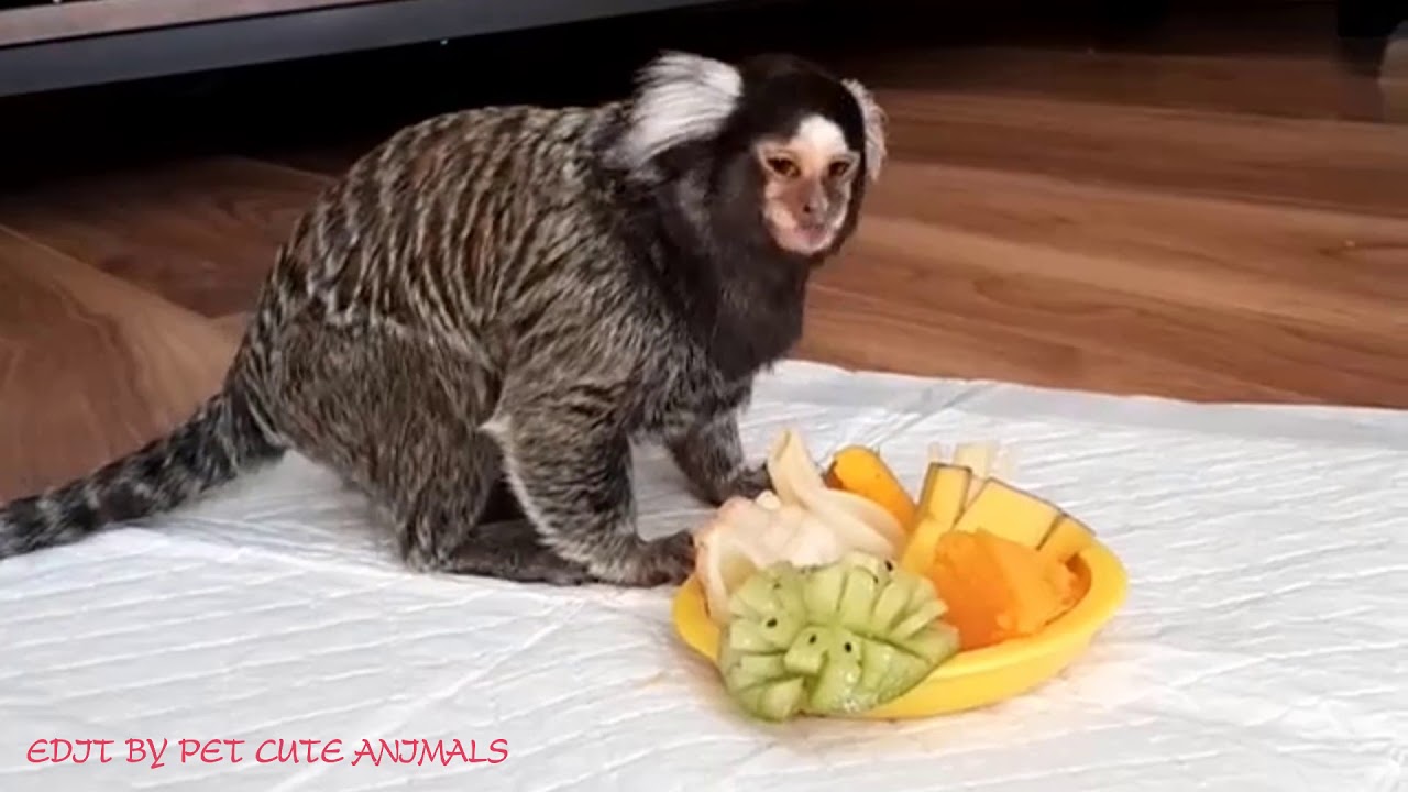 The Marmoset monkey received great care from its owner