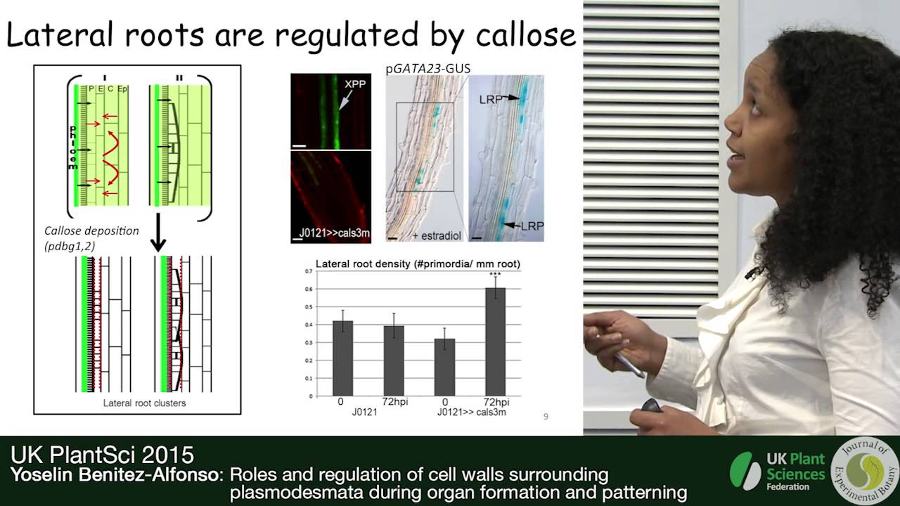 Yoselin Benitez Alfonso. Regulation of cell walls surrounding plasmodesmata during organ formation