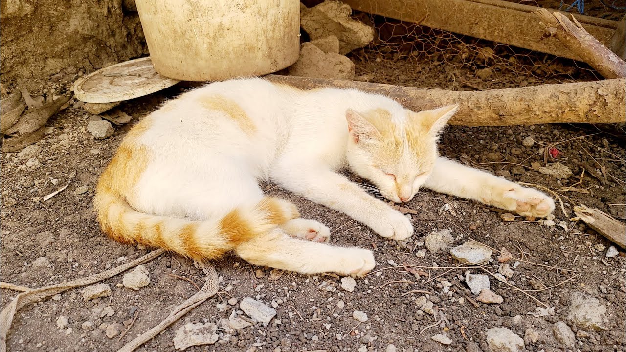 LOVE CAT😻💙has a flu 🥲