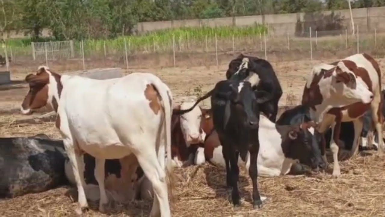 EXCELLENTE CONDUITE DE LA FERME STH DE VACHES METISSES HAUTES PRODUCTRICES DE LAIT.