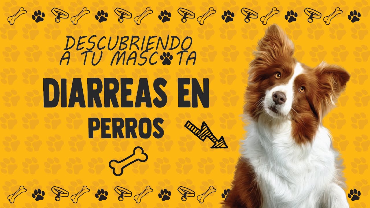 Diarrea persistente en perros: cuándo preocuparse y acudir al veterinario