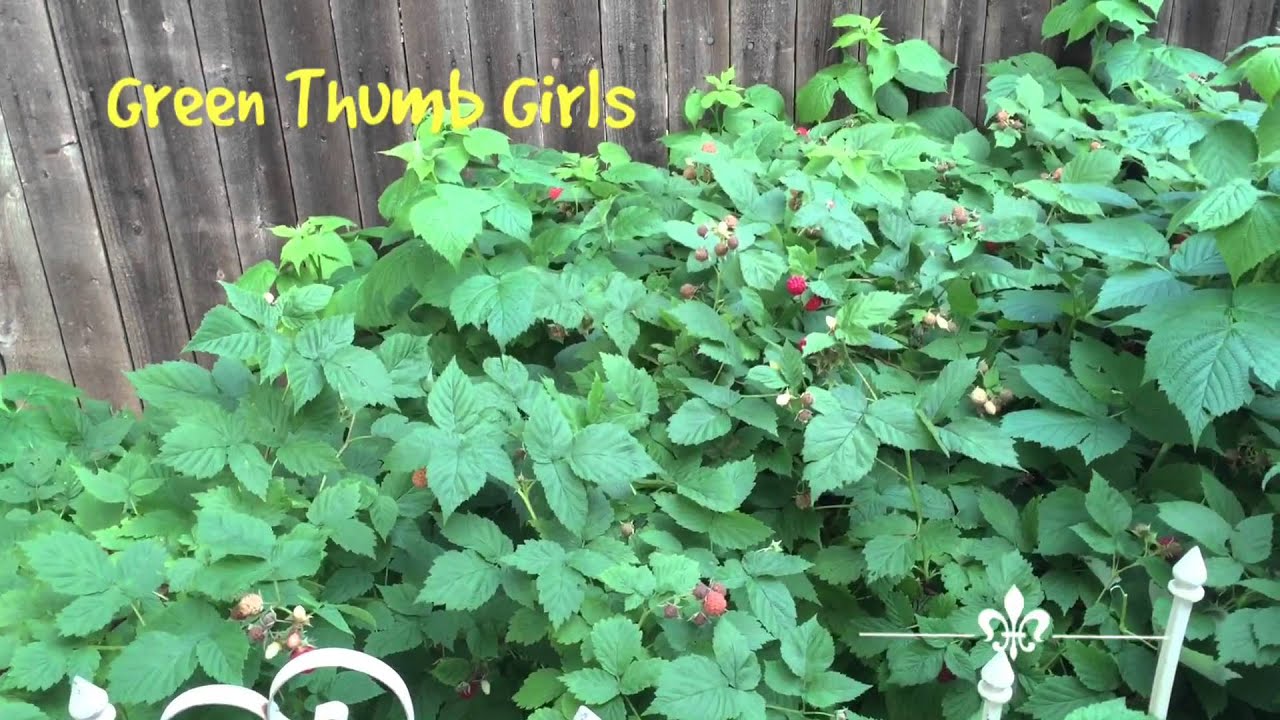 Raspberry Fields Forever: Welcome to the Green Thumb Girls Orchard