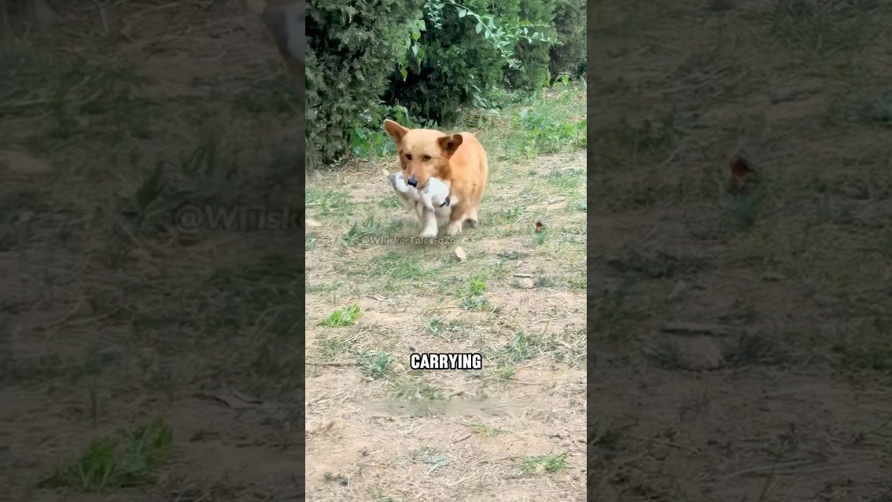 The mama dog proudly shows off her chubby pups👍✨#shortvideo #cute #dog #rescue #story