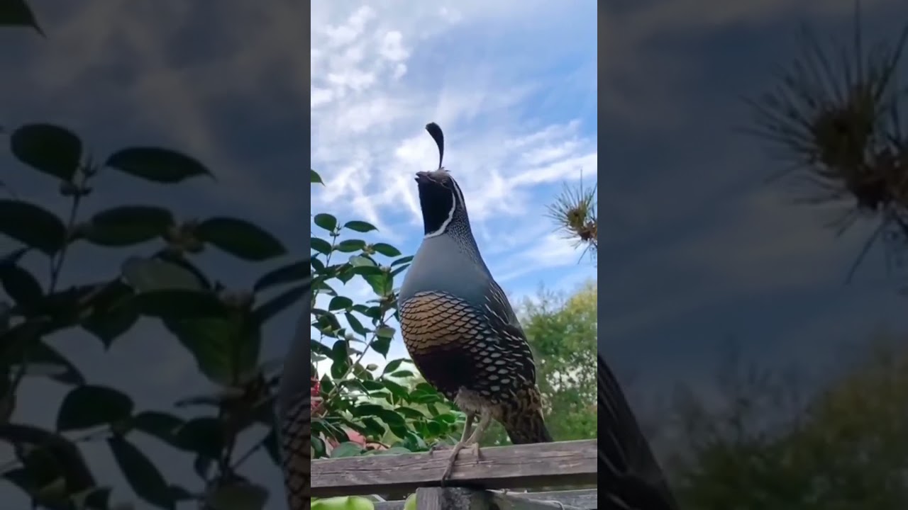 California valley quails sounds like the bird, #quails,#birds