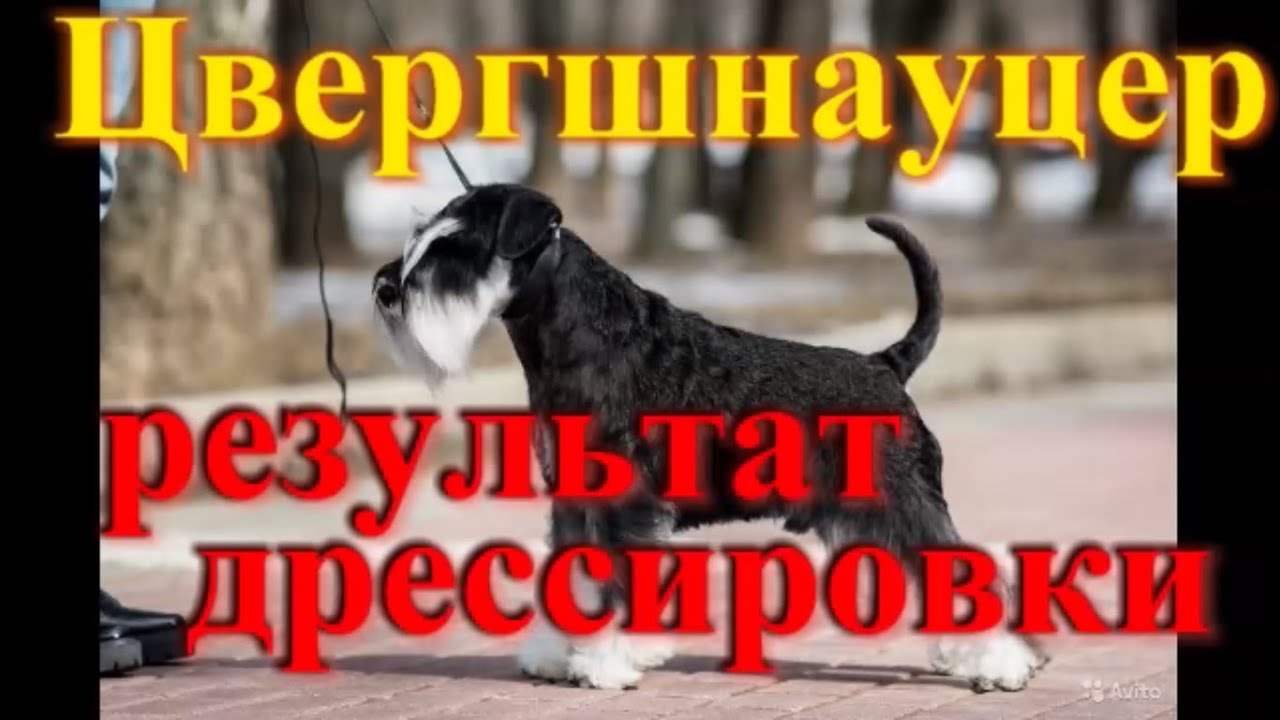 Щенок цвергшнауцера результат дрессировки