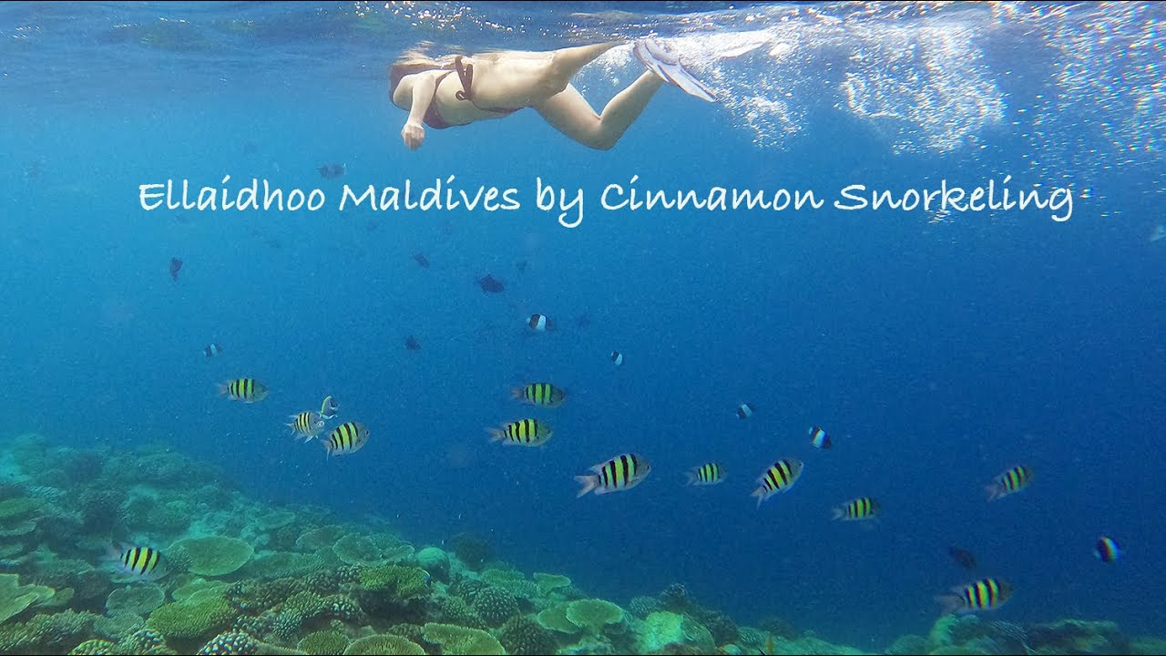 Ellaidhoo Maldives Snorkeling