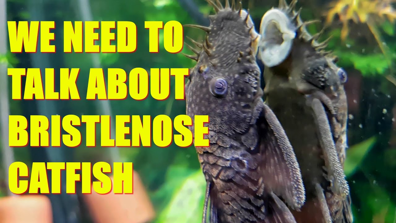 Bristlenose Catfish DESTROY Amazon SWORDPLANTS | This Is Why