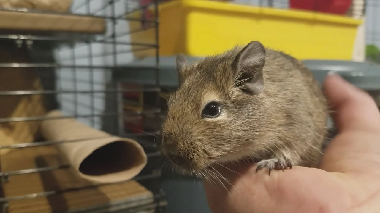 Bringing Home 2 New Adopted Degus